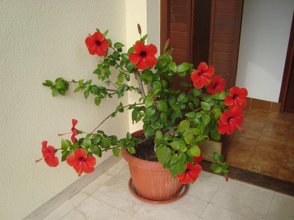 Apartment Adela Kotor Exterior photo